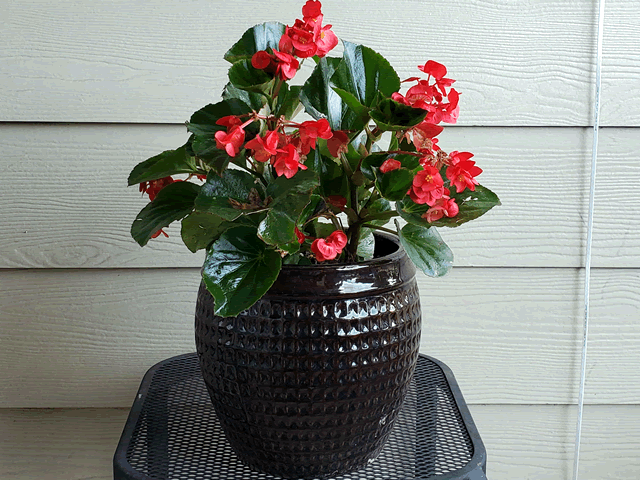 My Begonias Plants