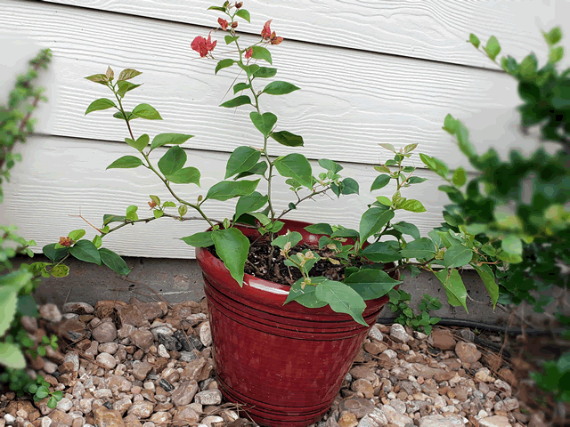 My Bougainvillea Plants