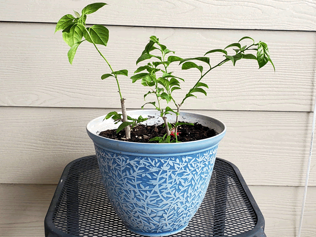 Bougainvillea Plants