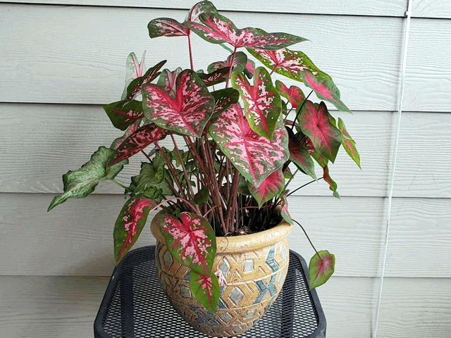 My Caladium Plant