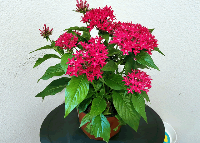 My Egyptian Star Flower