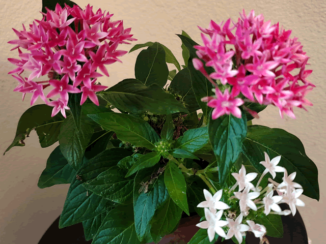 Egyptian Star Flower