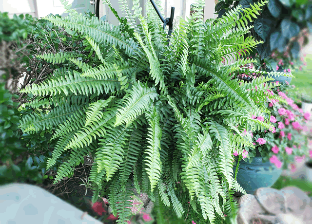 Fern Plants