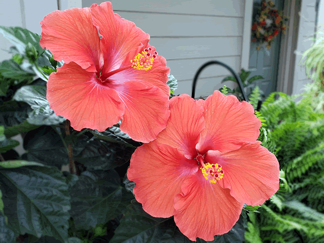 Hibiscus Tree
