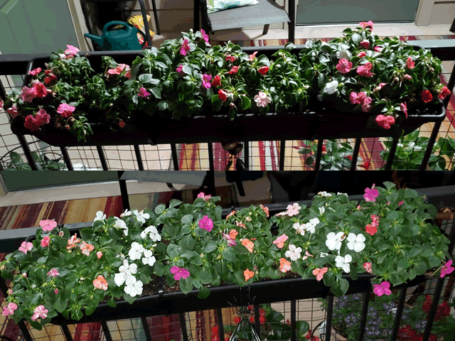 My Impatiens Planters