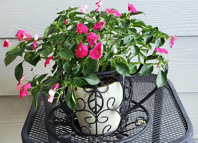 My Impatiens Plants