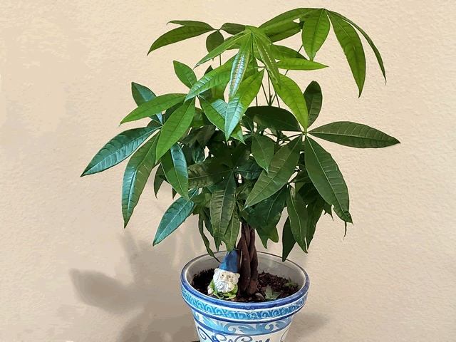 My Money Tree