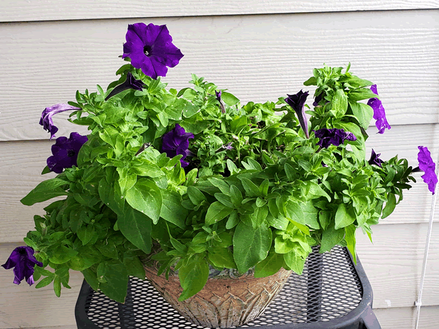 My Purple Petunias Plants