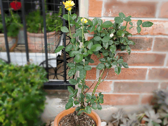 My Miniature Yellow Rose Bush