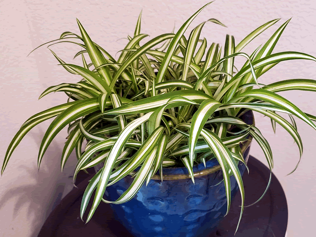 My Spider Plants